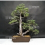 pinus-pentaphylla-du-japon-ref-17110172