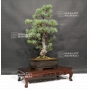 pinus-pentaphylla-du-japon-ref-21110173