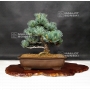 pinus-pentaphylla-25020181