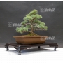 pinus-pentaphylla-25020182