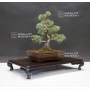 pinus-pentaphylla-25020184