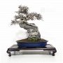 ulmus-parvifolia-yuzen-3030186