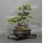 pinus-pentaphylla-7050181