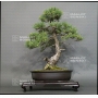 pinus-pentaphylla-7050182