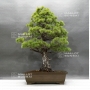 pinus-pentaphylla-25040184