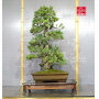 Pinus pentaphylla 28070221