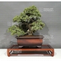 juniperus-rigida-11050184