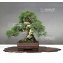 juniperus-chinensis-itoigawa-16050181