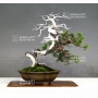 juniperus-chinensis-itoigawa-18050182