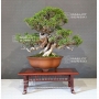 juniperus-chinensis-itoigawa-18050183