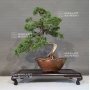 juniperus-chinensis-25050182