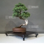 juniperus-chinensis-25050186