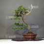 juniperus-chinensis-25050187