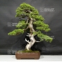 juniperus-chinensis-itoigawa-28020188