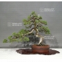 juniperus-chinensis-itoigawa-28050182