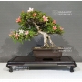 rhododendron-laeteritium-goho-no-hikari-28050183