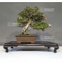 rhododendron-laeteritium-kegon-28050186