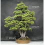 pinus-pentaphylla-18060181