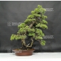 pinus-pentaphylla-20060181