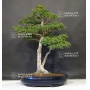 acer-palmatum-shishigashira-ref-22060183