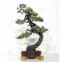pinus-pentaphylla-ref-25060184