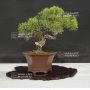 juniperus-chinensis-itoigawa-ref-25060185