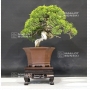 juniperus-chinensis-itoigawa-ref-27060183