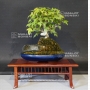 acer-buergerianum-ref-29060181