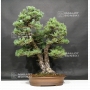pinus-pentaphylla-ref-29060183