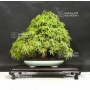 acer-palmatum-ref-02070183