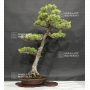 pinus-pentaphylla-04070185