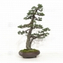 pinus-pentaphylla-du-japon-ref-06070182
