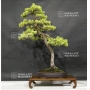pinus-pentaphylla-6070184