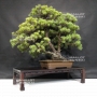 pinus-pentaphylla-ref-11070181