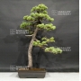 pinus-pentaphylla-13070183