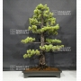 pinus-pentaphylla-ref-18070181