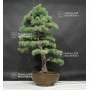 pinus-pentaphylla-ref-1807018