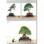 BONSAI FOCUS N° 108