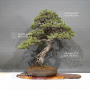 VENDU Pinus pentaphylla ref: 28120194