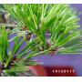 Pinus thunbergii "kotobuki" 20-25 cm