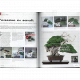 BONSAI FOCUS N° 110