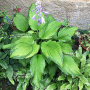 Hosta Amalia