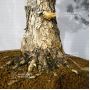 PT Pinus pentaphylla du Japon ref : 11040223