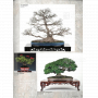 BONSAI FOCUS N° 127