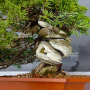 VENDU juniperus chinensis itoigawa ref: 05110242