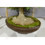 acer palmatum 150525