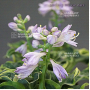 Hosta school mouse