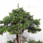 Juniperus rigida 20070251
