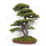 picea  jezoensis 28070252