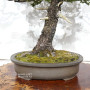 picea  jezoensis 28070251